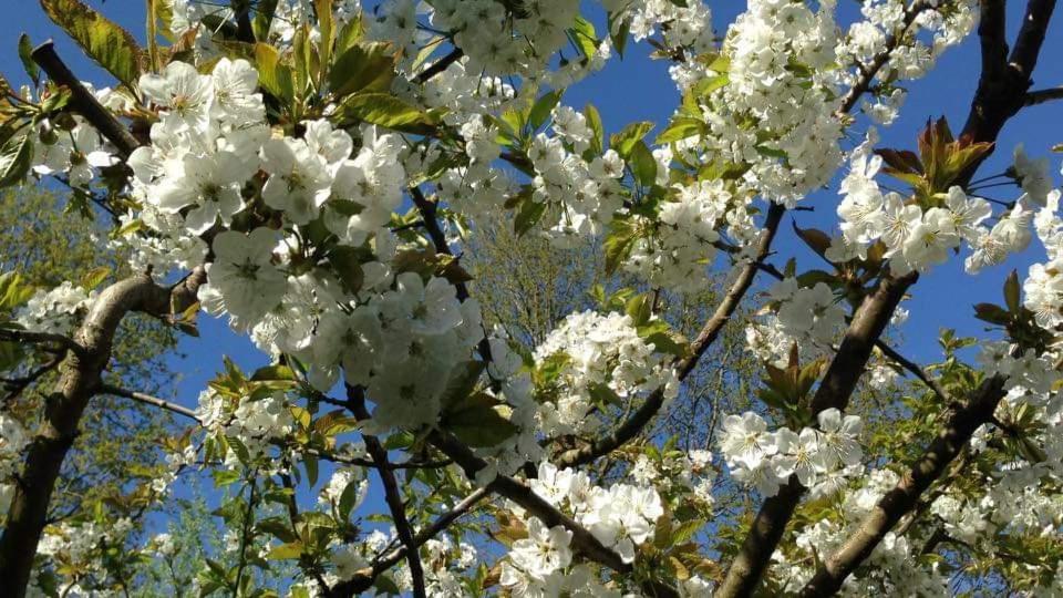 Vakantiehuis Aan Het Bos - Gelegen Aan De Tulpenroute Bant Ngoại thất bức ảnh